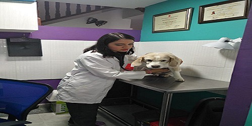Ohana Pets Consultorio Veterinario Cali