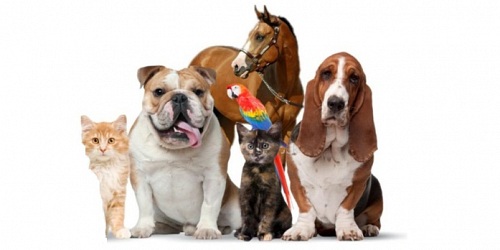 ** NELVET CLÍNICA VETERINARIA **