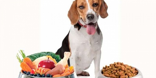 ** NELVET CLÍNICA VETERINARIA **