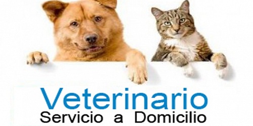 ** NELVET CLÍNICA VETERINARIA **