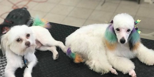 R Tailz R Waggin Too
