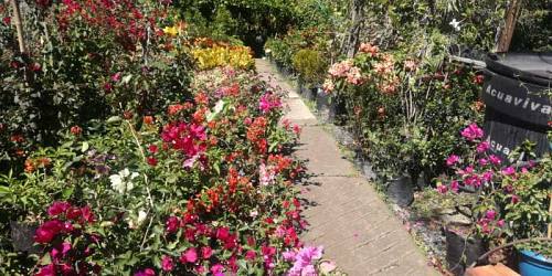 VIVERO DOÑA OTTY