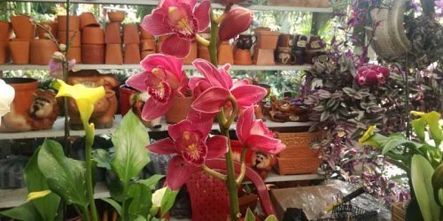 VIVERO DOÑA OTTY