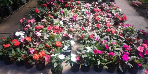 VIVERO DOÑA OTTY