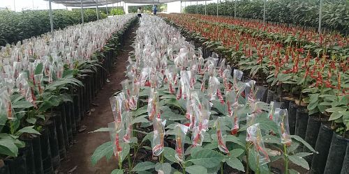 PRODUPLANT VIVERO - Plantas en Ibarra Ecuador