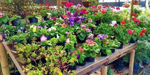 Vivero el Victoria